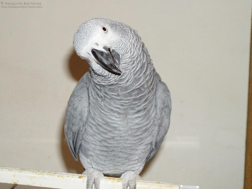 Grey Parrots | Chikina